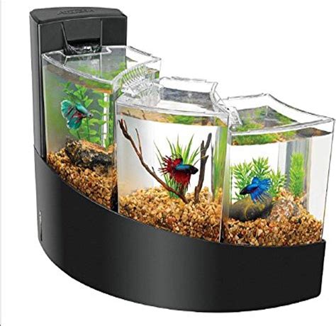 Betta fish tank - bingerrenta