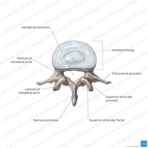 Lumbar Vertebrae: Anatomy Of The Bony Lumbar Spine Kenhub