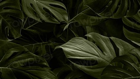 Monstera leaves green background wallpaper | Premium Photo - rawpixel