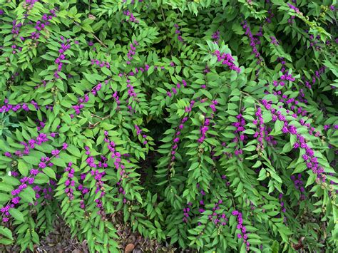 Buy Beautyberry Plants Online | Stadler Nurseries