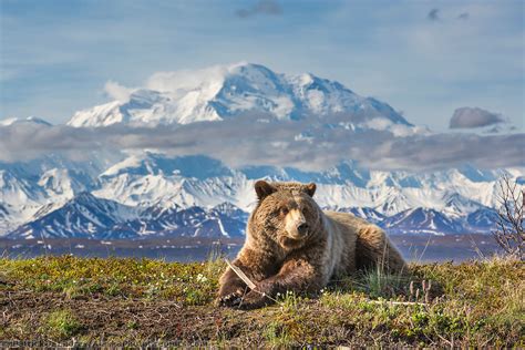 Alaska wildlife photos by Patrick Endres