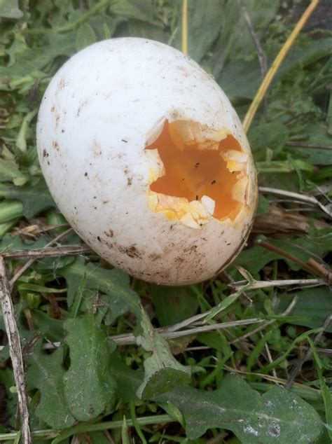 Crows: Sneaky Egg Thieves - Heritage Farm