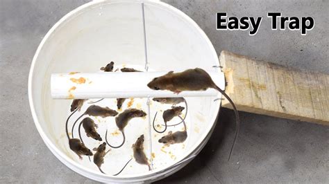 Homemade Mouse Traps, Bucket Mouse Trap, Best Mouse Trap, Rat Traps ...