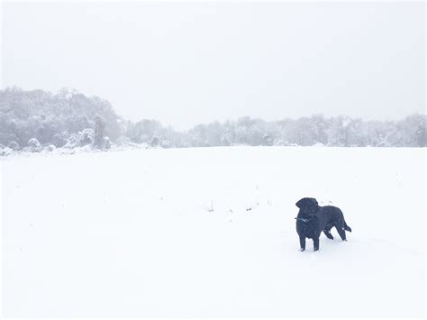 Winter Dogs Photo Contest | Serendipity