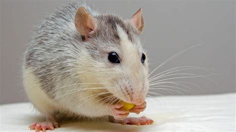 Rat Fact Sheet | Blog | Nature | PBS