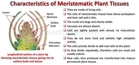 Meristematic Plant Tissues and Meristem | Types & Examples » Selftution