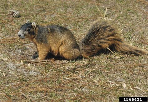 Fox Squirrel - Sciurus niger - NatureWorks