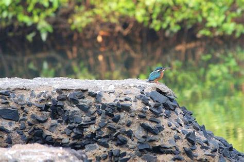 Salim Ali Bird Sanctuary Goa | Little Black Book, Bangalore