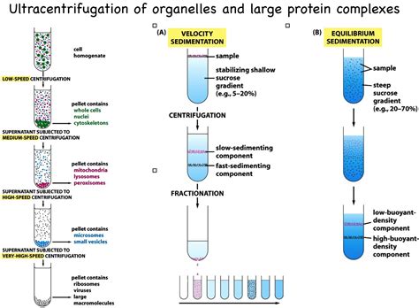 Protein analysis (and interactions) | Mind Map