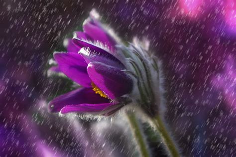 Images Gratuites : la nature, fleur, pluie, violet, pétale, Floraison ...