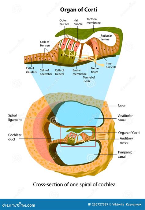 Anatomy Of Cochlea Spiral Organ Ear