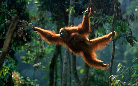 Download wallpaper for 240x320 resolution | Sumatran orangutan ...