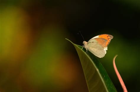 Mark Chitwood Photography: Sioux Falls Sertoma Butterfly House