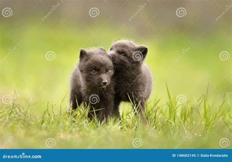 Close Up of Arctic Fox Cubs Playing in a Meadow Stock Image - Image of ...