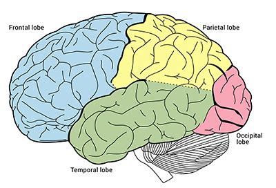 ANATOMY of the BRAIN - only where you have walked have you been