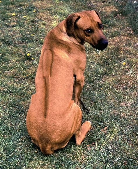 Rhodesian Ridgeback | Description, Temperament, & Facts | Britannica