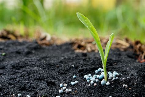 What Is Best Fertilizer For Vegetable Garden | Storables