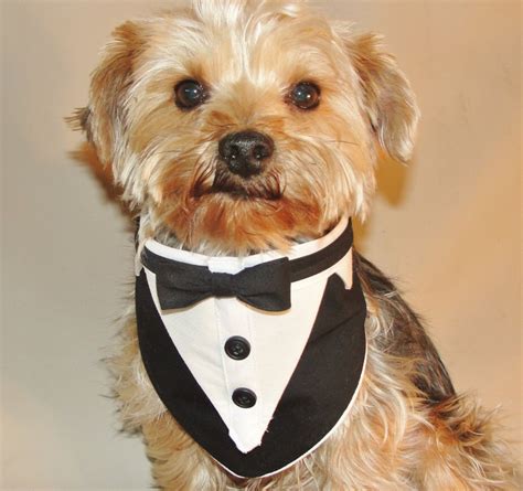 Dog Tuxedo Dog Wedding Suit Wedding Dog Clothes Dog Wedding | Etsy