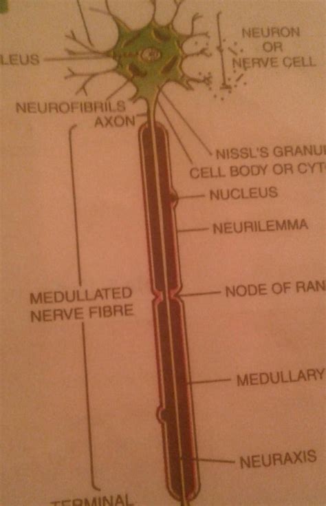 Function of node of ranvier - Brainly.in