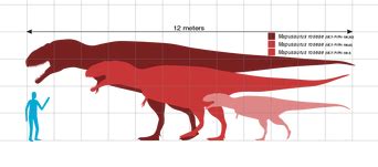 Mapusaurus | Wiki Prehistórico | FANDOM powered by Wikia