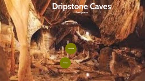 Dripstone Caves Ecosystem by Dylan Scott on Prezi