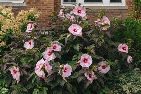 Hardy Hibiscus: Plant Care & Growing Guide