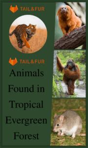 Top 9 Animals Found in Tropical Evergreen Forest