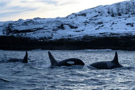 Climate change pushing killer whales to migrate north