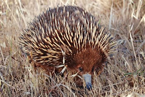 Short-beaked echidna - Wikipedia