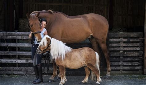 Horses, Ponies and Minis - Differences in Height - Helpful Horse Hints