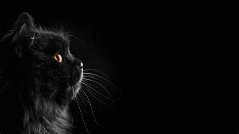 Download Black Cute Cat Hd Wallpaper | Wallpapers.com