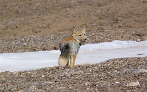 Tibetan Sand Fox Facts, Habitat, Diet, Life Cycle, Baby, Pictures