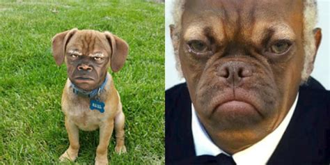 [PHOTOS] Having A Bad Day? Grumpy Earl's Puppy Face Will Make You Feel ...