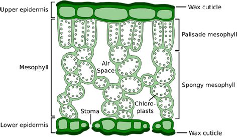 [Color online] Typical cross section of dicotyledonous leaf that show ...