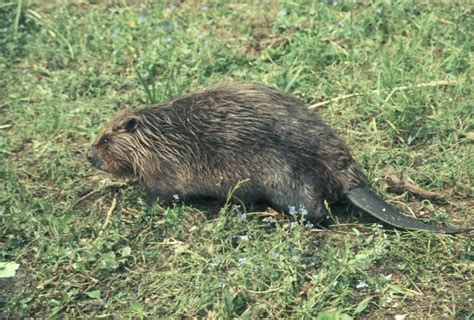 European beaver | Animals wild, Animals of the world, Animals