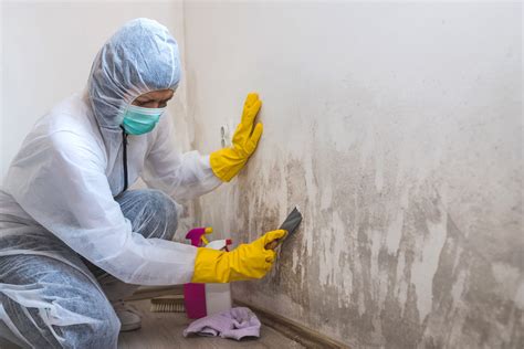 What to Do If You Suspect Mold in Your Home - A Homeowner’s Guide ...