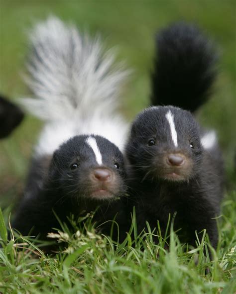 Skunk | Baby skunks, Cute animals, Cute baby animals