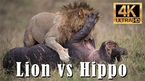 Male Lion VS Hippo in the Maasai Mara, Africa! 4k - YouTube