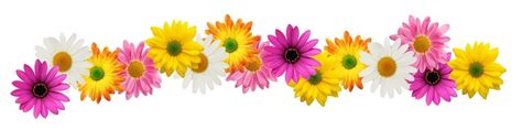 colorful flower divider clipart - Clip Art Library