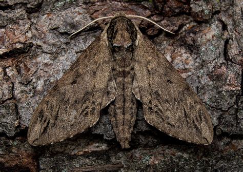 Catalpa Sphinx Moth: Identification, Life Cycle, Facts & Pictures