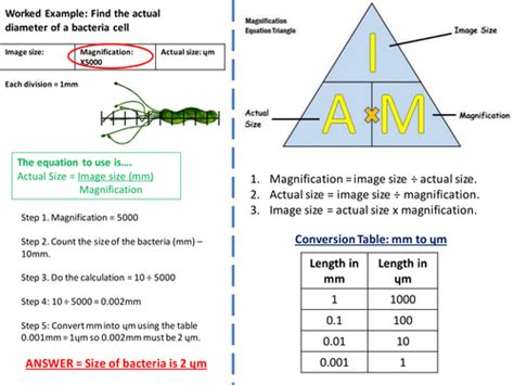 Magnification Formula Biology Igcse