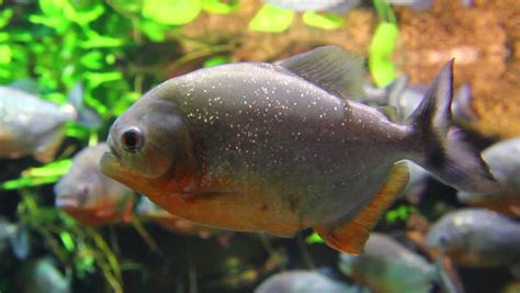 Amazon Predatory Piranha Fish Stock Footage Video 14804161 | Shutterstock