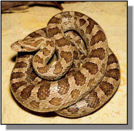 Great Plains Rat Snake