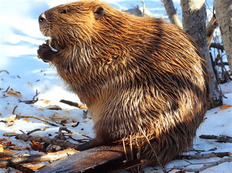 North American Beaver Facts - CRITTERFACTS