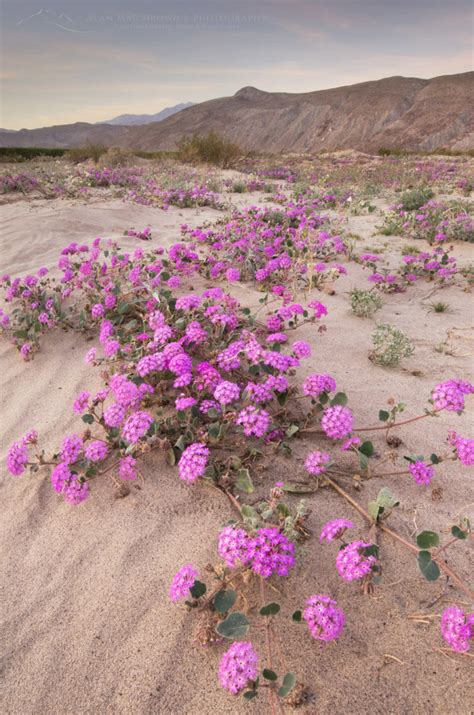 Anza-Borrego Desert State Park wildflowers - Alan Majchrowicz Photography