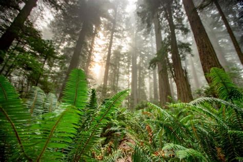 12 FASCINATING Facts About Redwood National Park to Know