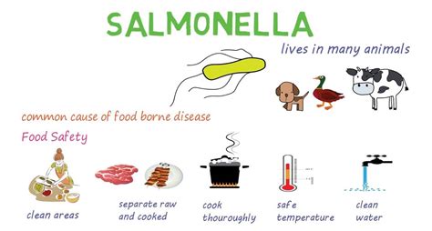 What Is Salmonella – Causes And Symptoms | 99 Health Ideas