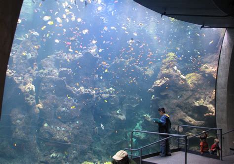 California Academy Of Sciences Exhibits Steinhart Aquarium - Aquarium Views