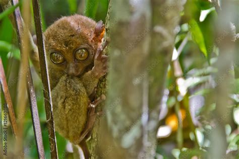 The Philippine Tarsier Stock Photo | Adobe Stock