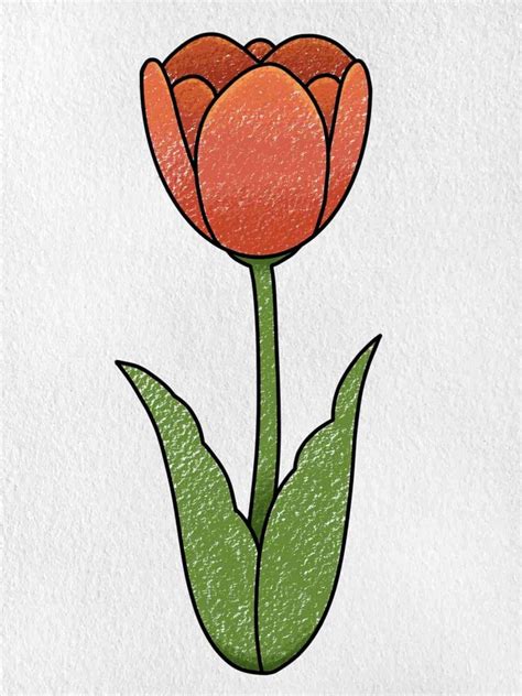 25 Tulip Drawing Ideas - How To Draw Tulip - DIYnCrafty